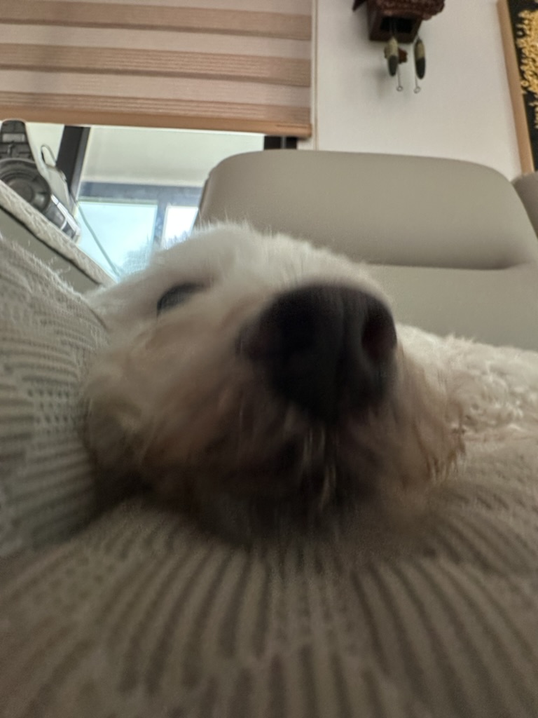 카메라 가까이에서 잠든 순택이